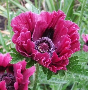 Austrumu magone 'Harlem'